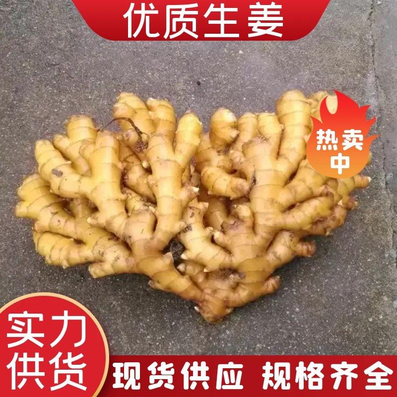 【生姜】小黄姜老姜大黄姜产地直发品质保证全国发货