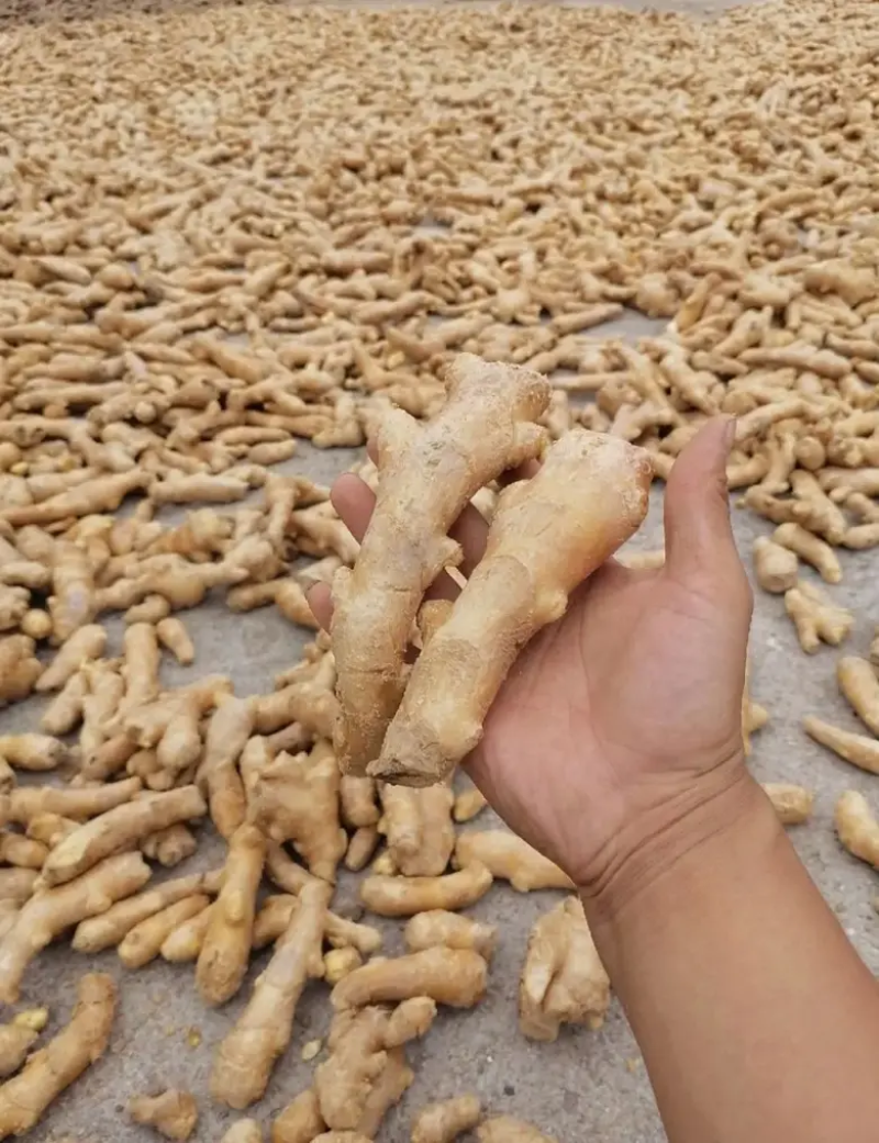 山东生姜小黄姜大黄姜品种齐全（辣味足块头大）发全国