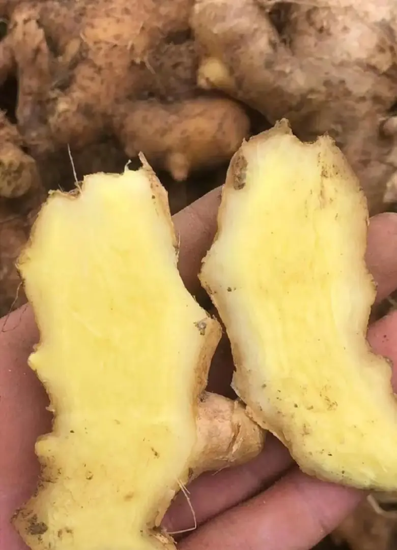 山东生姜小黄姜大黄姜品种齐全（辣味足块头大）发全国