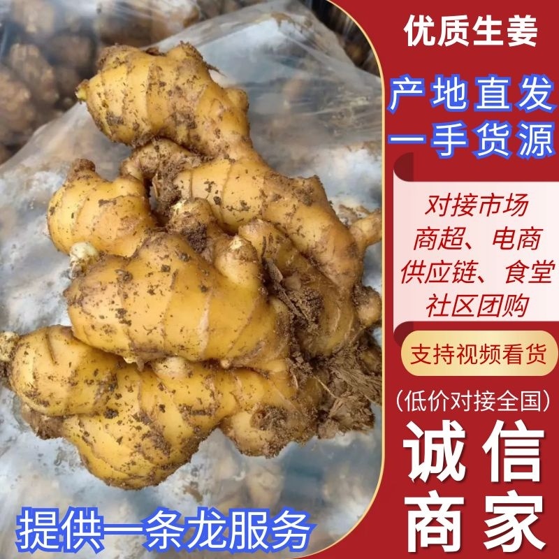 山东生姜小黄姜大黄姜品种齐全（辣味足块头大）发全国