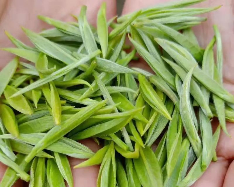 四川茶苗茶叶苗