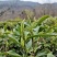 四川茶苗茶叶苗