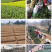 四川茶苗茶叶苗