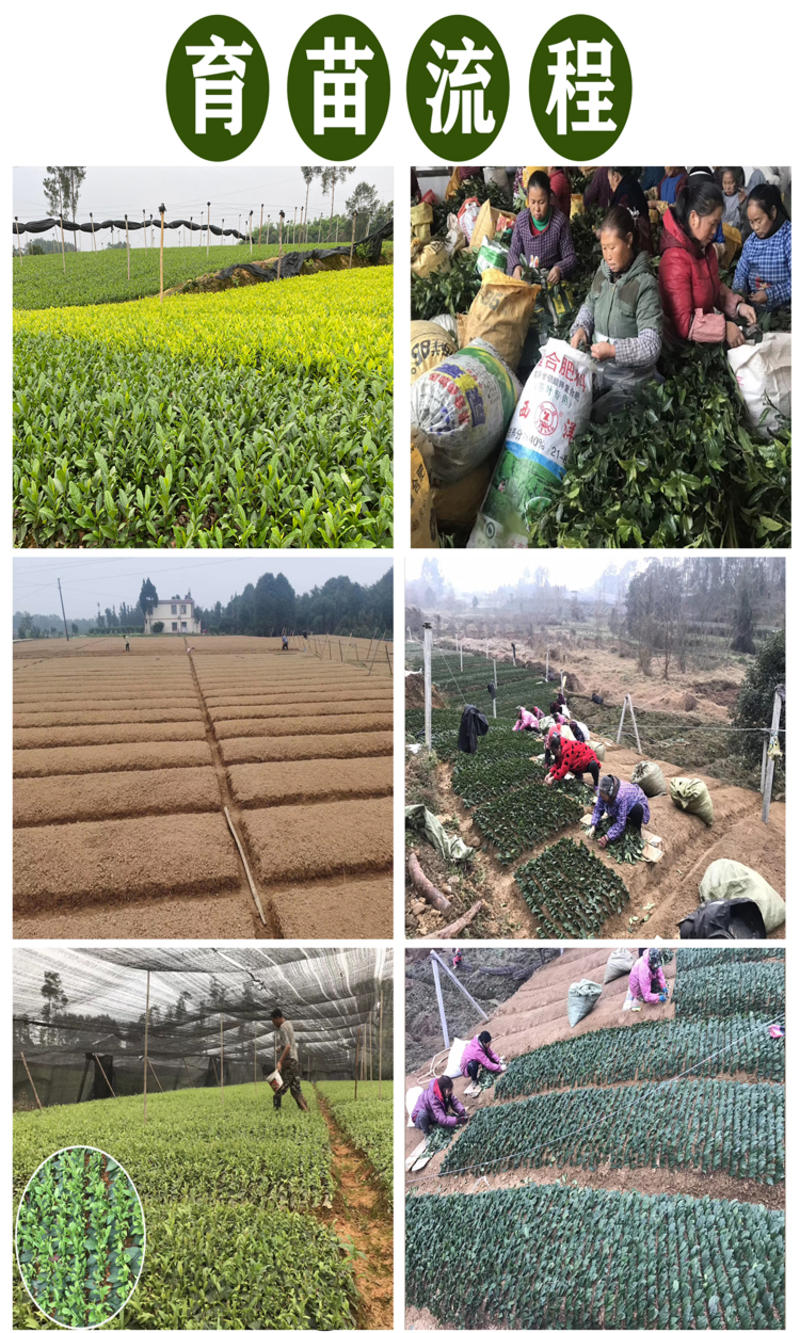 四川茶苗茶叶苗品种齐全绿茶奶白茶黄金茶安吉白茶