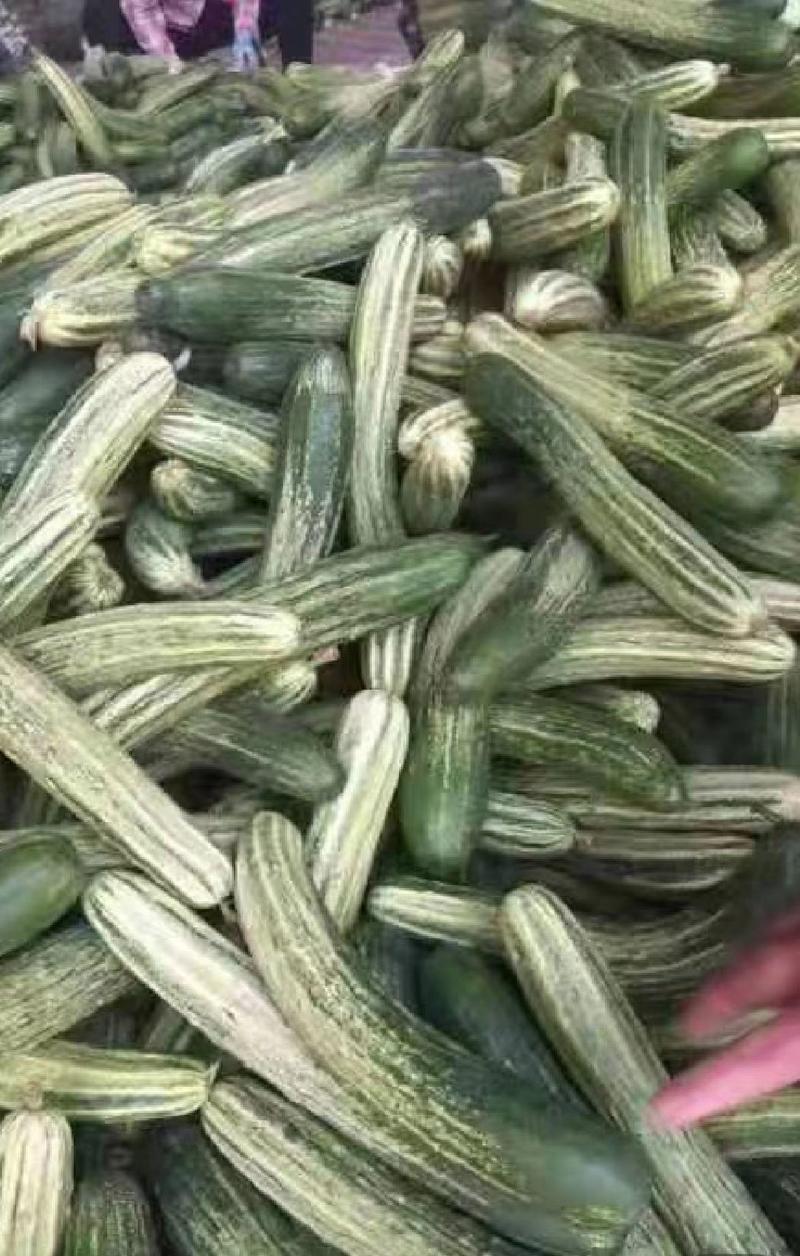 广西产地直发精品燕白黄瓜大量上市中一手货源价格优惠