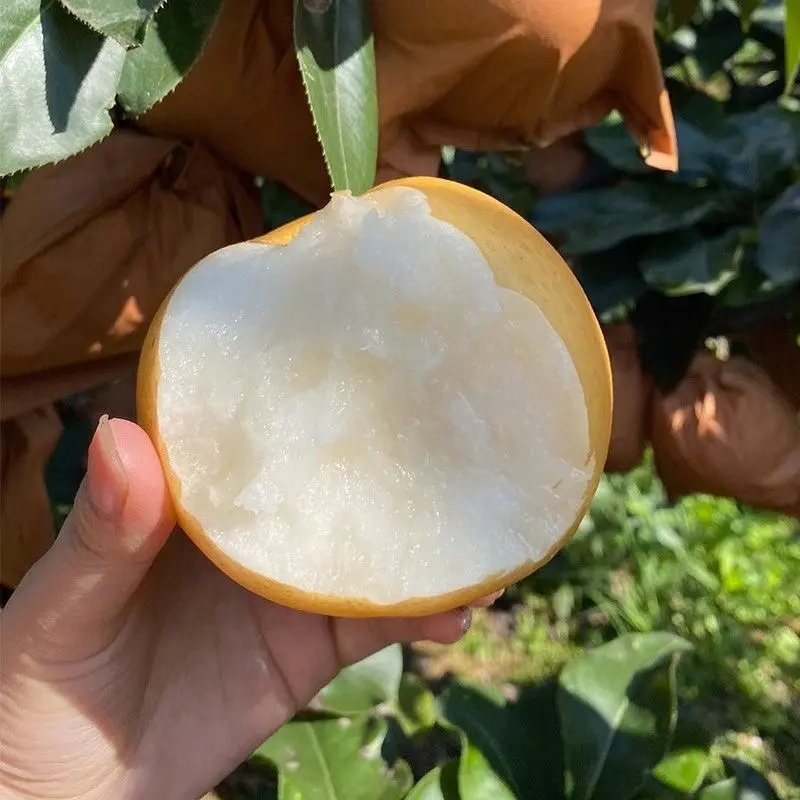 秋月梨山东梨大量供应皮薄多汁对接全国市场电商
