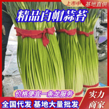 淮阳精品白帽蒜苔红帽蒜薹大量供应产区直供专业代办