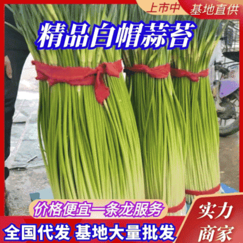 淮阳精品白帽蒜苔红帽蒜薹大量供应产区直供专业代办