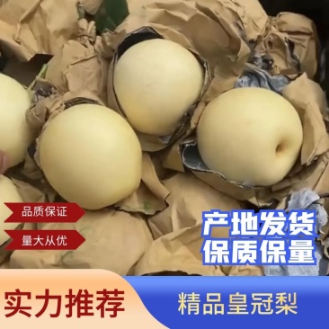 净树皇冠梨🍐3-5毛一斤，海量货源，代发全国各地！价格优