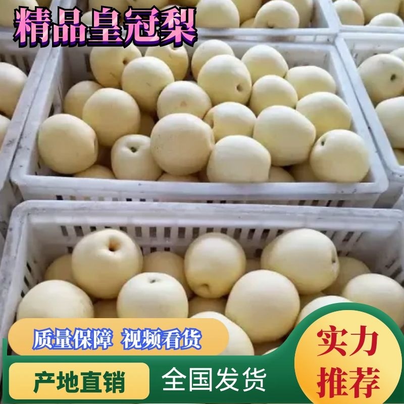 净树皇冠梨🍐3-5毛一斤，海量货源，代发全国各地！价格优