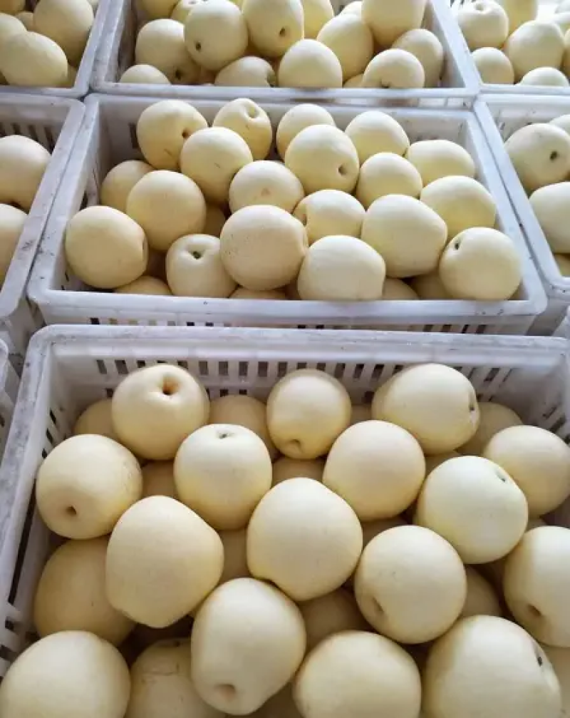 净树皇冠梨🍐3-5毛一斤，海量货源，代发全国各地！价格优