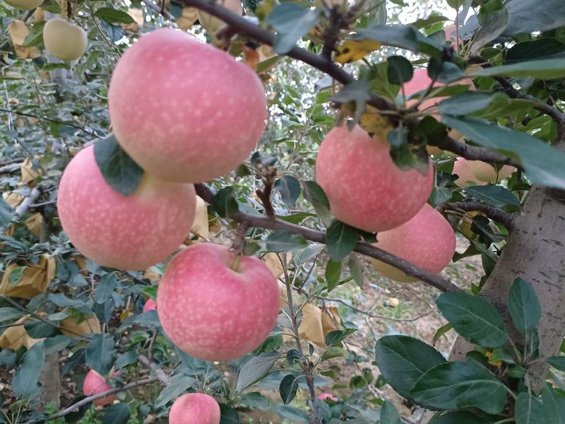 纸加膜红富士苹果🍎果大脆甜大量有货，价格优，欢迎电联