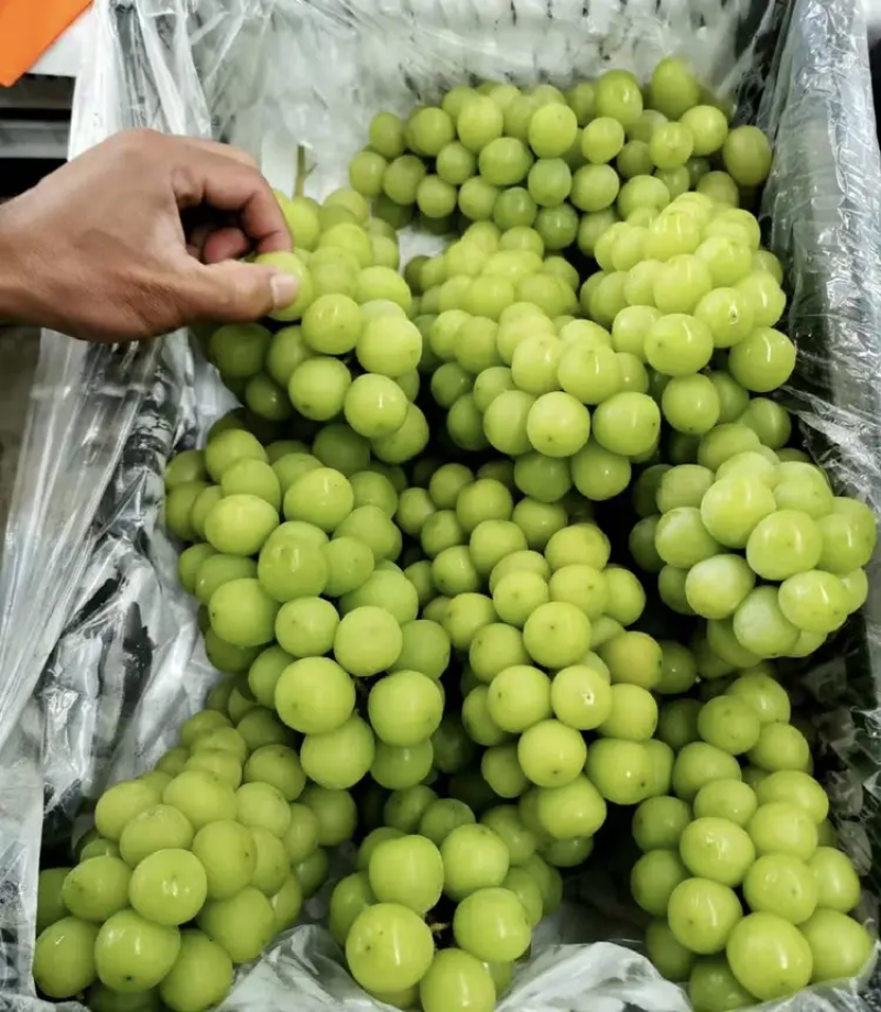 阳光玫瑰葡萄🍇大量现货供应，质量好，糖分高，现摘现发