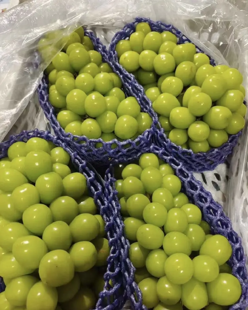 阳光玫瑰葡萄🍇大量现货供应，质量好，糖分高，现摘现发