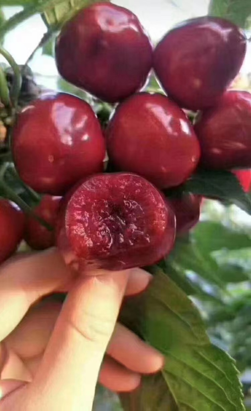 澄城大棚各种樱桃热销全国各地大量接单包邮包售后坏果