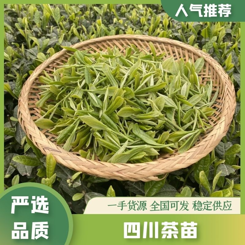 四川茶苗茶叶苗