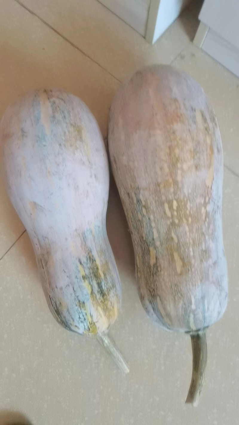 【推荐】云南精品蜜本南瓜，产地供应，价格真实，欢迎选购