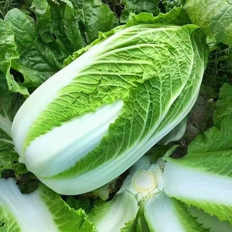 【甄选】山东精品黄心白菜大量供应价优产地直发可看货