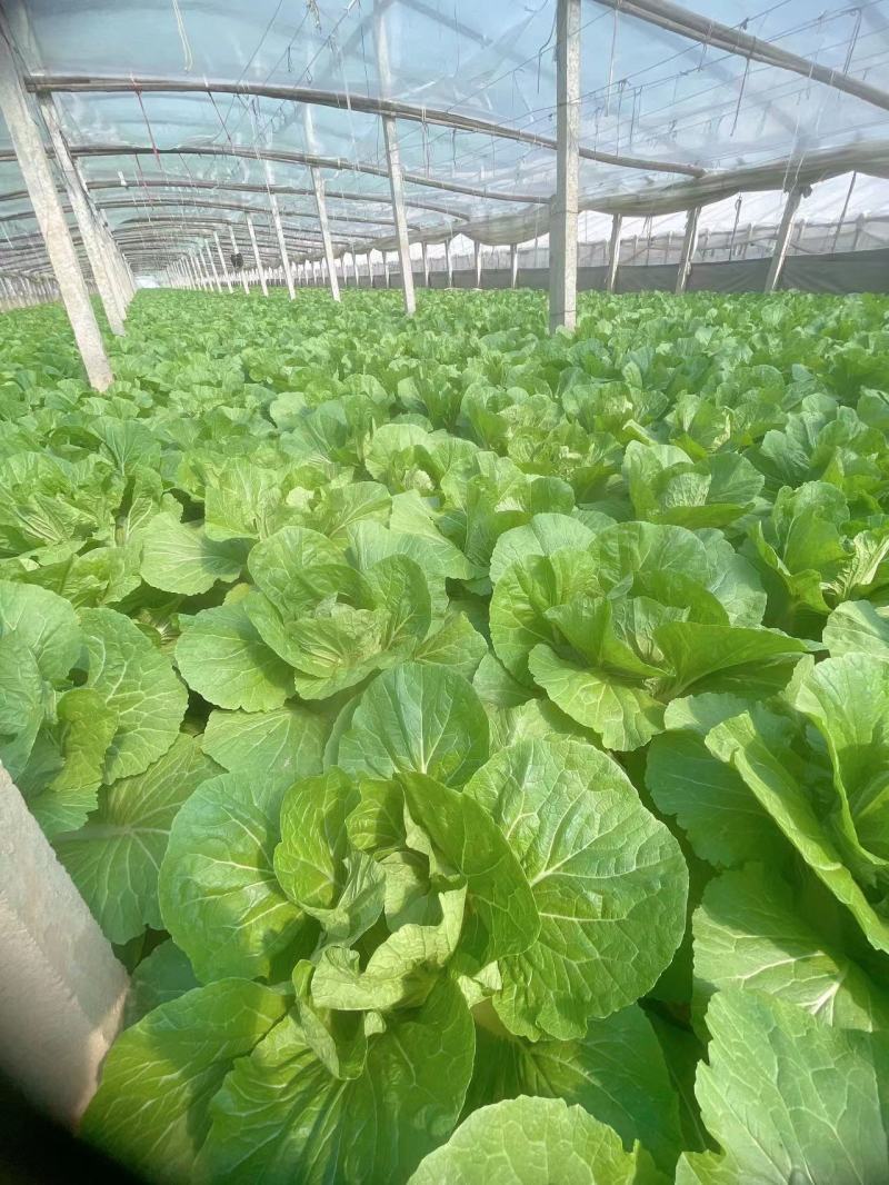 【甄选】山东精品黄心白菜大量供应价优产地直发可看货