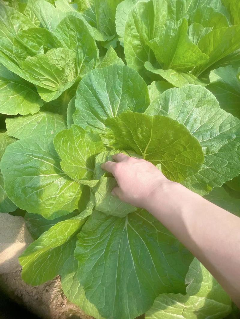 【甄选】山东精品黄心白菜大量供应价优产地直发可看货