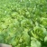 【甄选】山东精品黄心白菜大量供应价优产地直发可看货