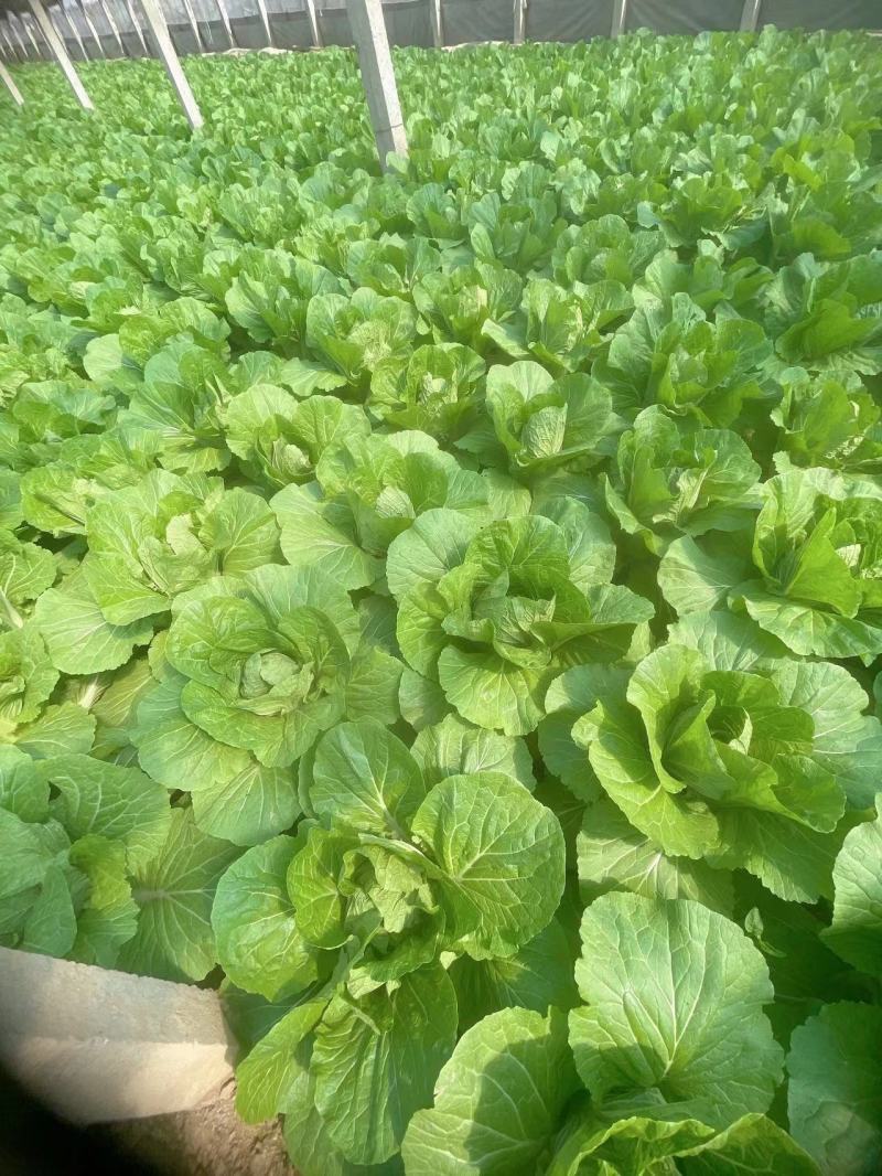 【甄选】山东精品黄心白菜大量供应价优产地直发可看货