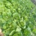 【甄选】山东精品黄心白菜大量供应价优产地直发可看货
