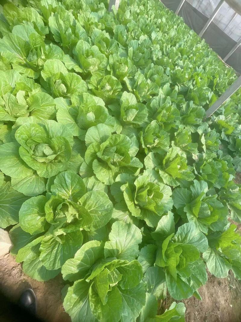 【甄选】山东精品黄心白菜大量供应价优产地直发可看货