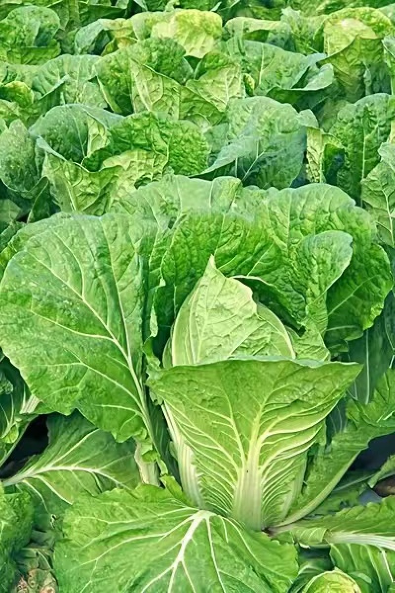 【甄选】山东精品黄心白菜大量供应价优产地直发可看货