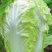 【甄选】山东精品黄心白菜大量供应价优产地直发可看货