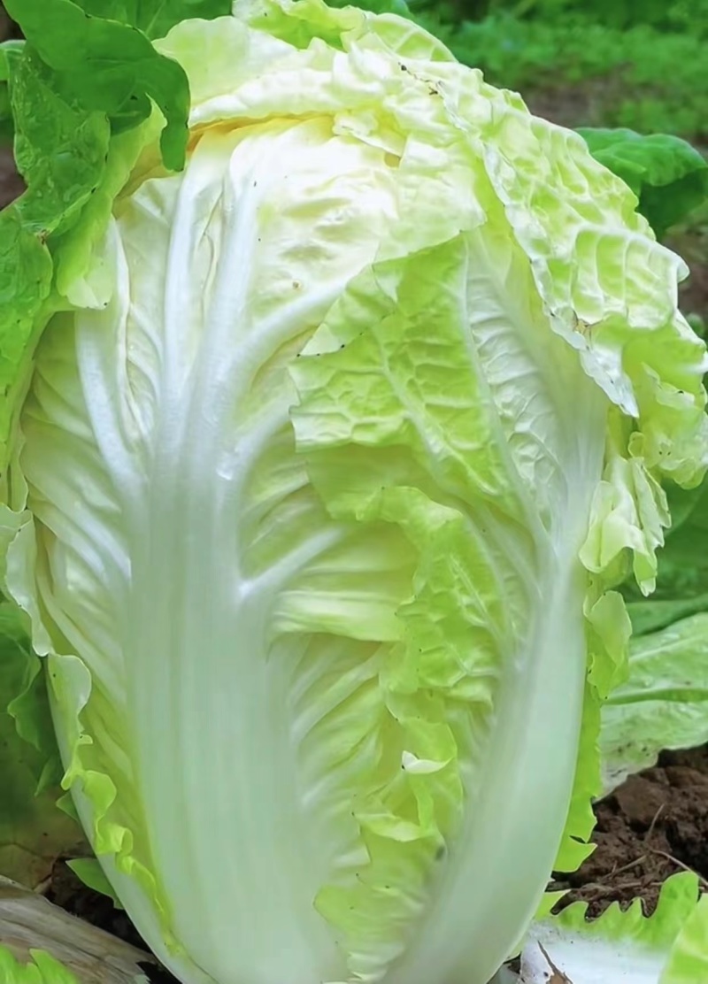 【甄选】山东精品黄心白菜大量供应价优产地直发可看货