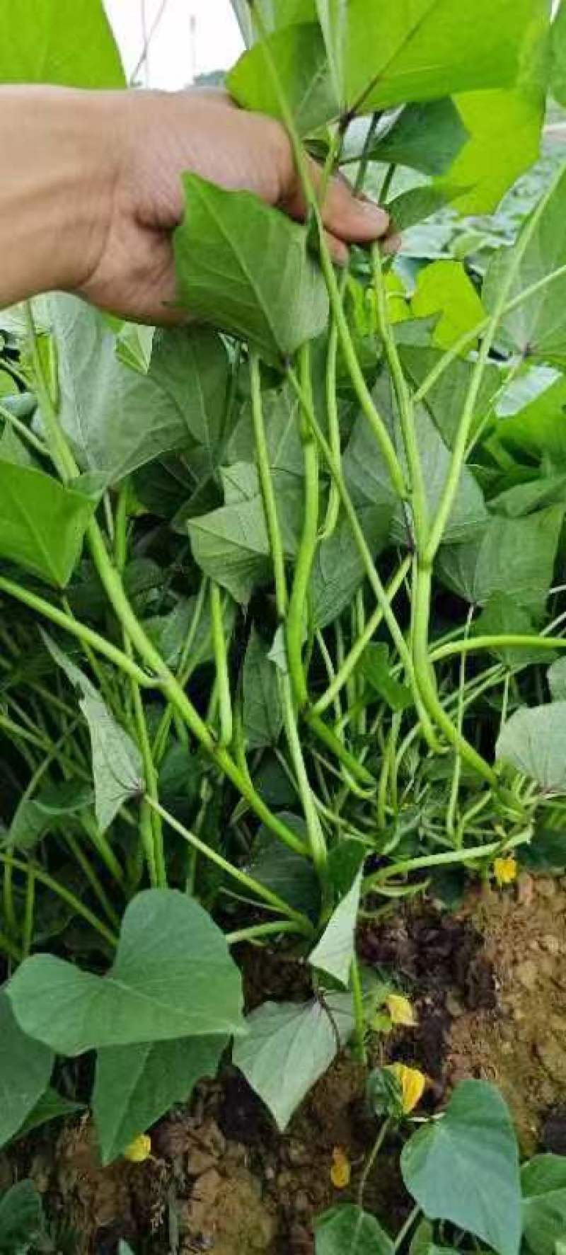 西瓜红红薯苗一点红紫薯小花叶苗大量上市中价格优惠欢迎咨询
