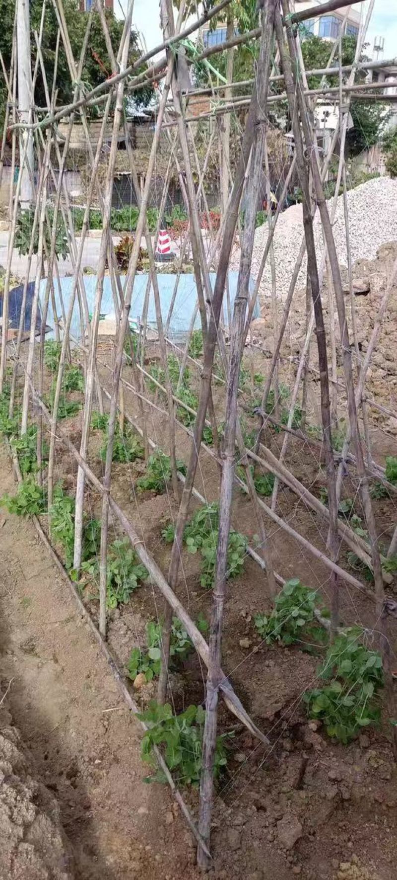 山药豆角爬藤网荷兰豆长豆角扁豆等豆类农作物攀爬网