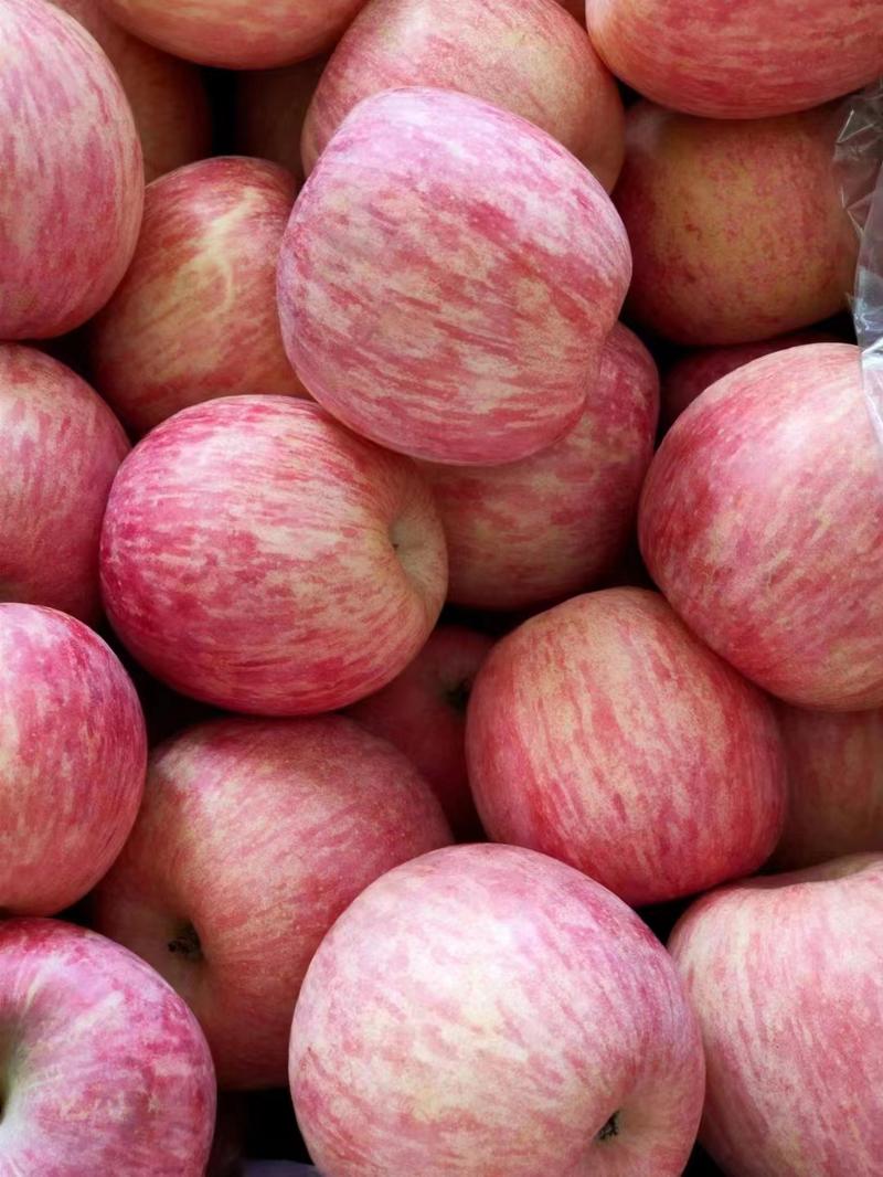 【一手货源】精品陕西苹果红富士苹果大量现货大吨位供应市场