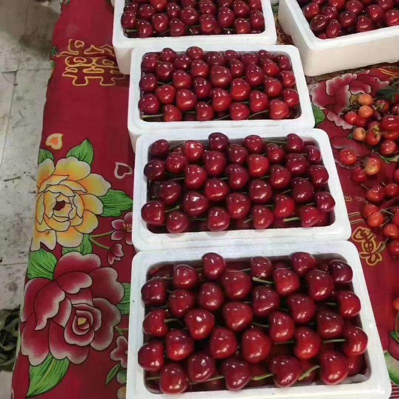 【热卖中】山东美早樱桃大樱桃品种齐全保质保量商超团购批发