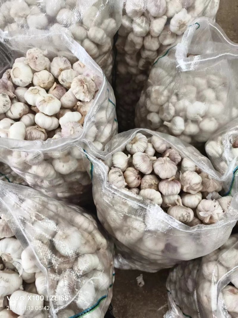 大蒜精品上市直供全国市场价格实惠货源充足欢迎采购