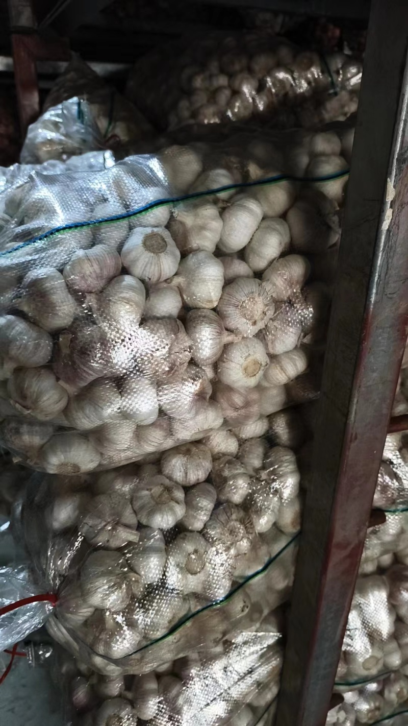 大蒜精品上市直供全国市场价格实惠货源充足欢迎采购