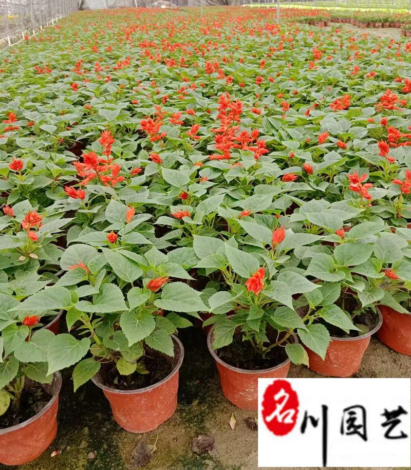 一串红花卉盆栽批发花期长优质时令草花苗圃基地直销