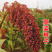 澳美矮早5号红高粱种子三系杂交矮杆抗鸟酿造型高产高粱种子