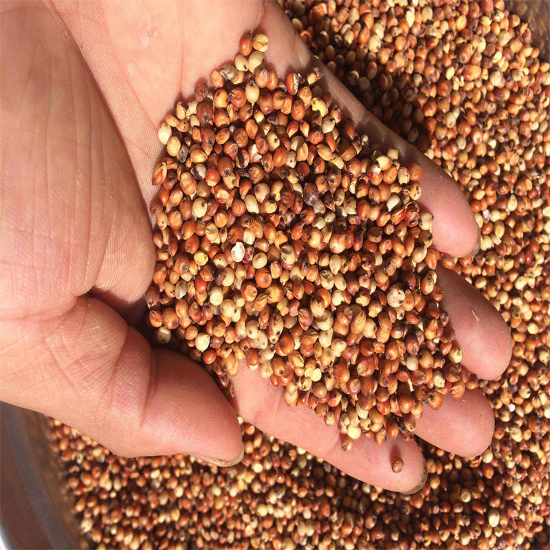 澳美矮早5号红高粱种子三系杂交矮杆抗鸟酿造型高产高粱种子