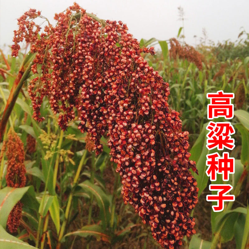 瑞美新抗四高粱种子三系杂交红高粱种子抗鸟酿造型高产抗旱