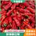 【精品】鲜辣椒红椒大量供应，新鲜采摘，量大从优欢迎咨询