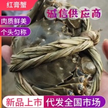 【严选】江苏红膏蟹质量优已经大量上市要货需提前下单