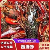 【兴化蟹塘虾】新品上市长期大量供应塘口直销常年供应