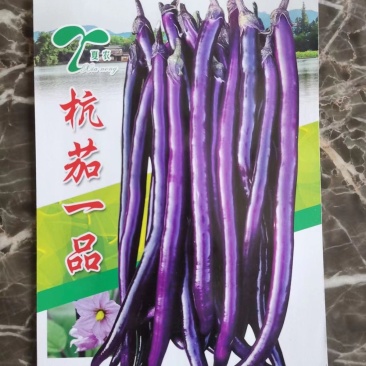 杭茄一品茄子种子，果形顺直，长度约38cm，采收期长