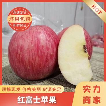 【精品】山东苹果/精品苹果/红富士苹果条红片红齐货源充足价低