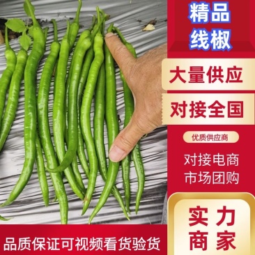 广西线椒，3号线椒，8号线椒基地直发对接全国