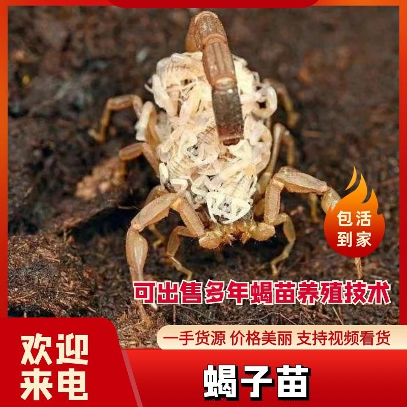【牛商推荐】洛阳蝎子苗（2龄）产地现货现发诚信经营