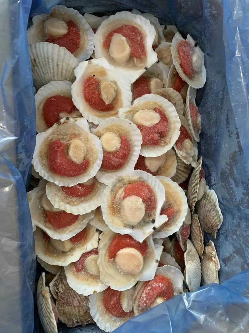 半壳虾夷贝大量供应品质保证诚信经营量大从优