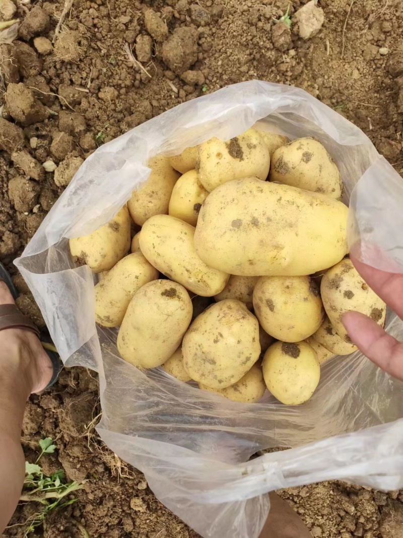 【大量现货】精品实验一土豆黄心土豆产地一手货源稳定供应